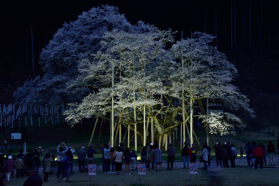 sac-hoa-anh-dao-Usuzumi-ban-dem