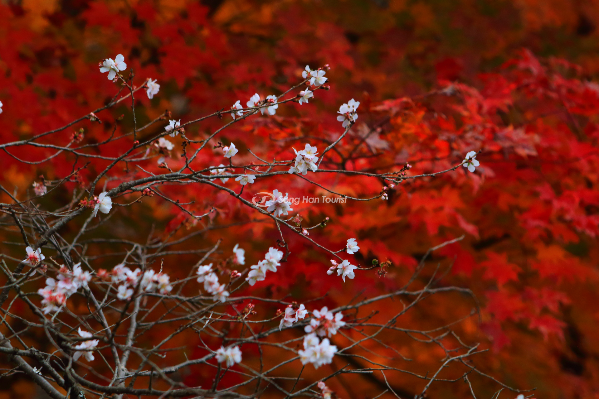 sakura mua dong co kich thuoc nho nhan