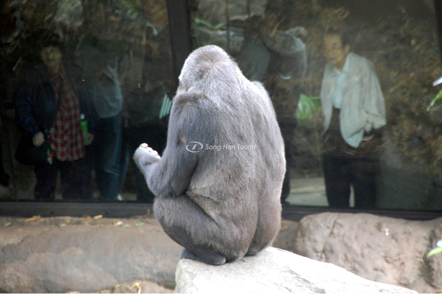 Sở thú Ueno được nhiều người yêu thích 