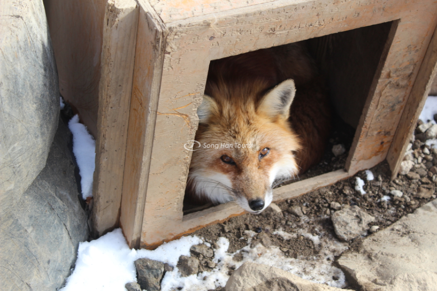 Tham quan Zao Kitsune để chiêm ngưỡng hình ảnh các chú cáo lém lỉnh