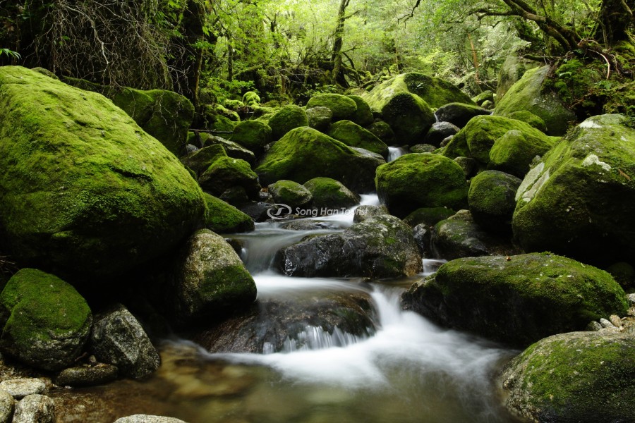 Tiên cảnh tại hòn đảo Yakushima