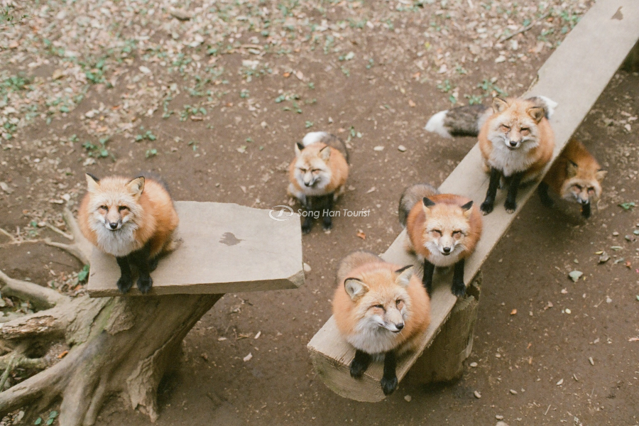 Khu vực yên bình có cổng Torii đặc trưng của văn hóa Nhật Bản