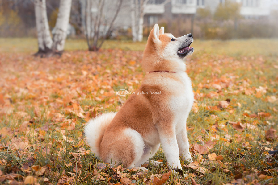 Vùng đất của quốc khuyển Akita Inu