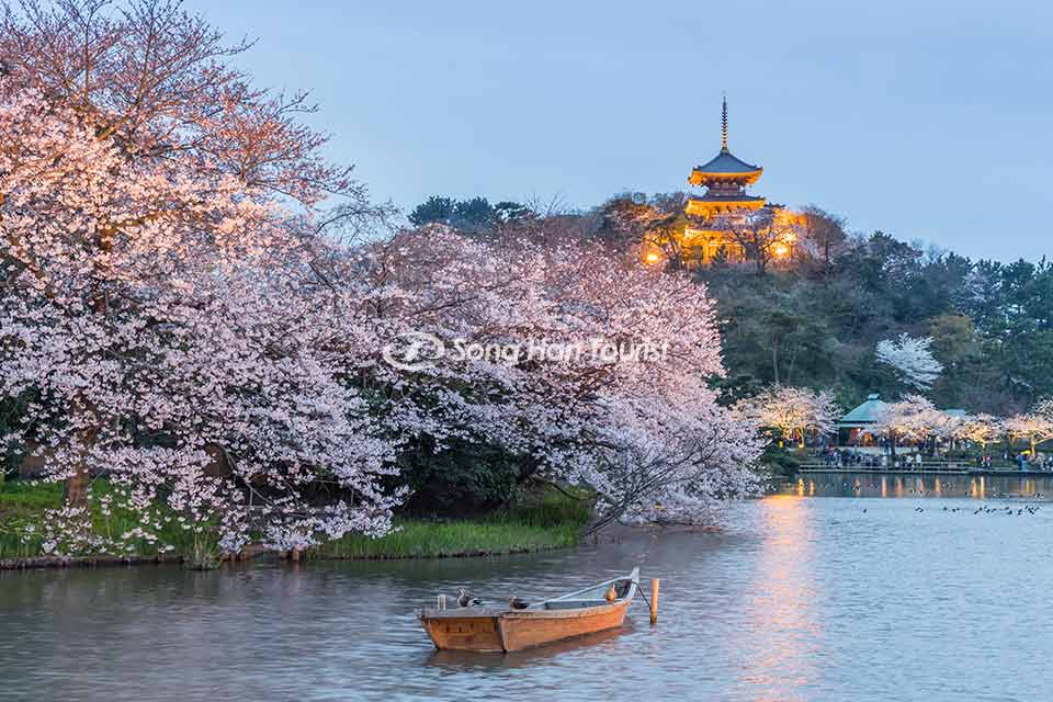 Vườn cổ Sankeien - Sông Hàn Tourist
