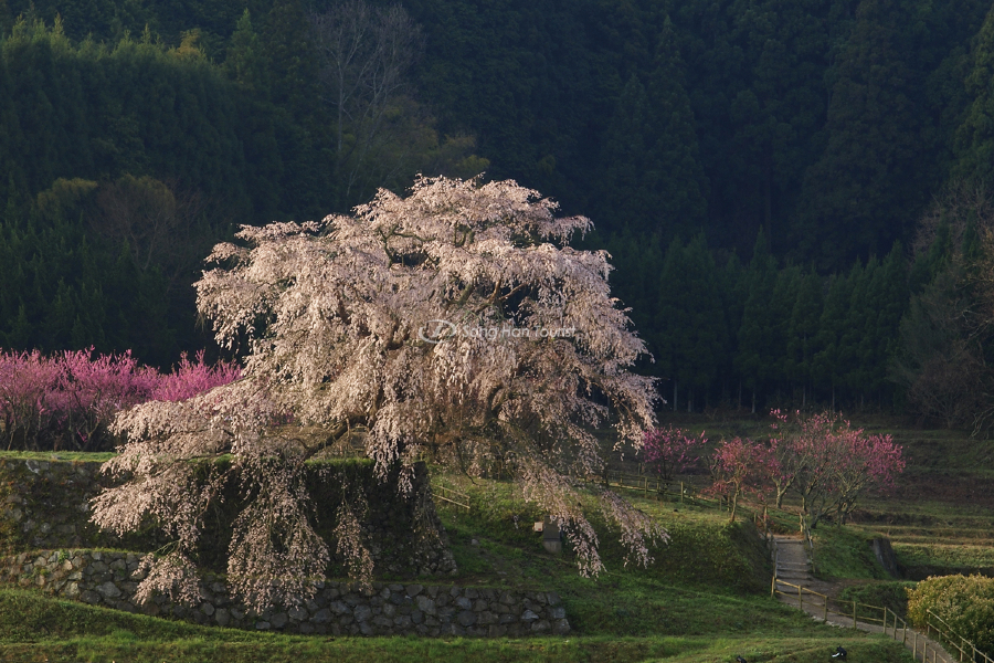 vuon-hoa-anh-dao-Matabei-chao-don-hang-chuc-nghin-khach-moi-nam