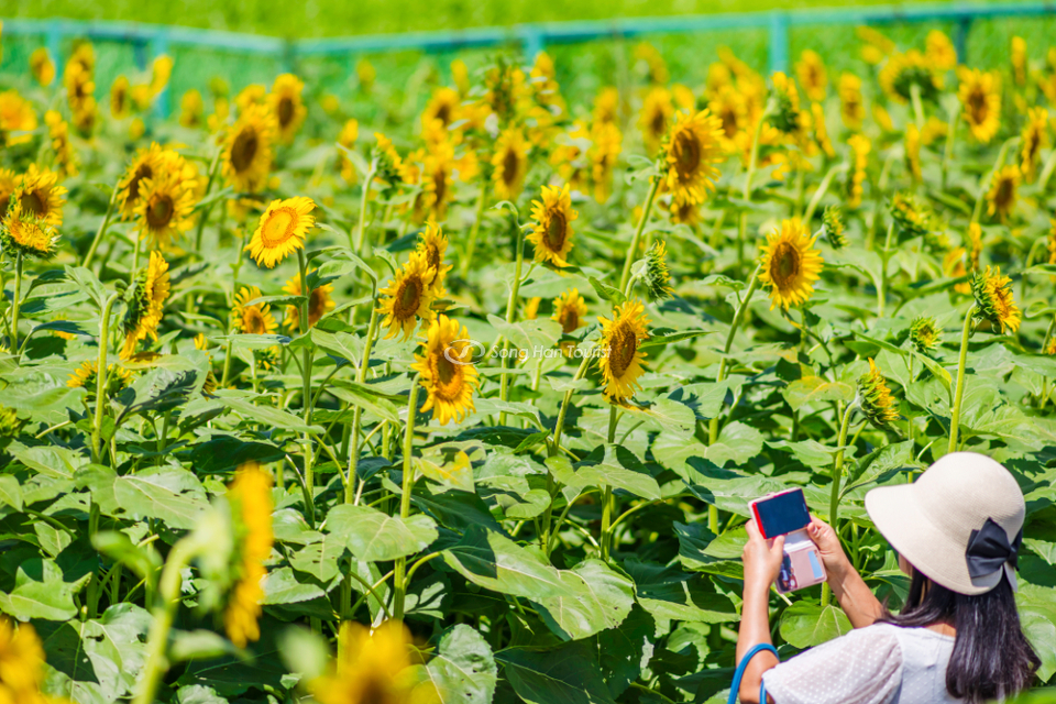 Vườn hoa hướng dương xinh đẹp tại Nhật Bản