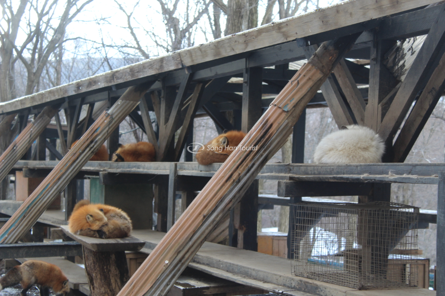 Zao Kitsune - Ngôi nhà của nhiều loài cáo quý