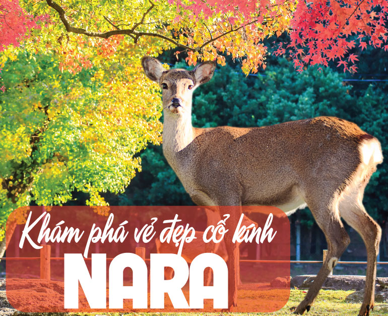 DU LỊCH NHẬT KHÁM PHÁ VẺ ĐẸP CỔ KÍNH CỦA NARA VÀO BUỔI CHIỀU TÀ