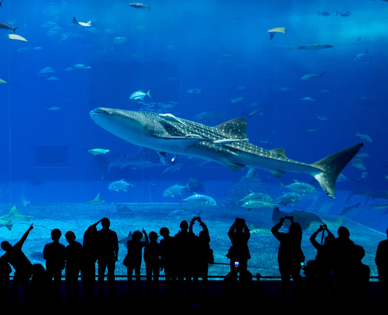 ĐẮM CHÌM TRONG THẾ GIỚI ĐẠI DƯƠNG TẠI OKINAWA CHURAUMI AQUARIUM