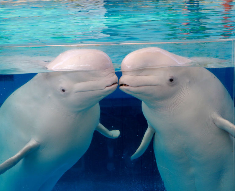 DU LỊCH NHẬT KHÁM PHÁ THỦY CUNG YOKOHAMA HAKKEIJIMA SEA PARADISE