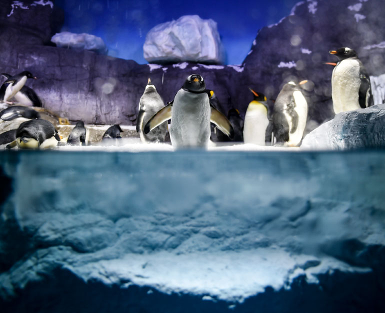 DU LỊCH OSAKA - THỦY CUNG OSAKA AQUARIUM